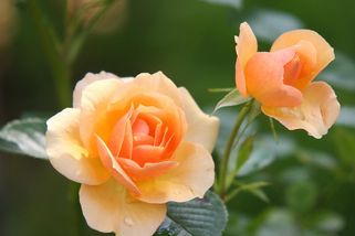 Zjistěte, jak efektivně chránit své křehké růže